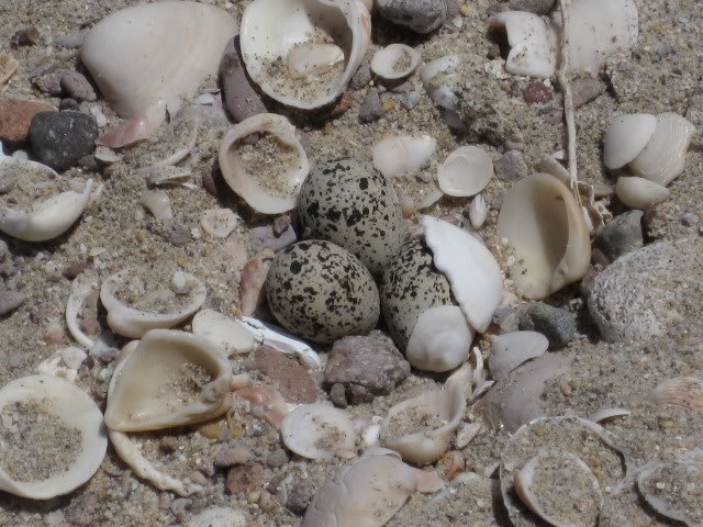 710Shell021_43d2e40954cdf1261946e45af637dec4c9e777f8.jpg