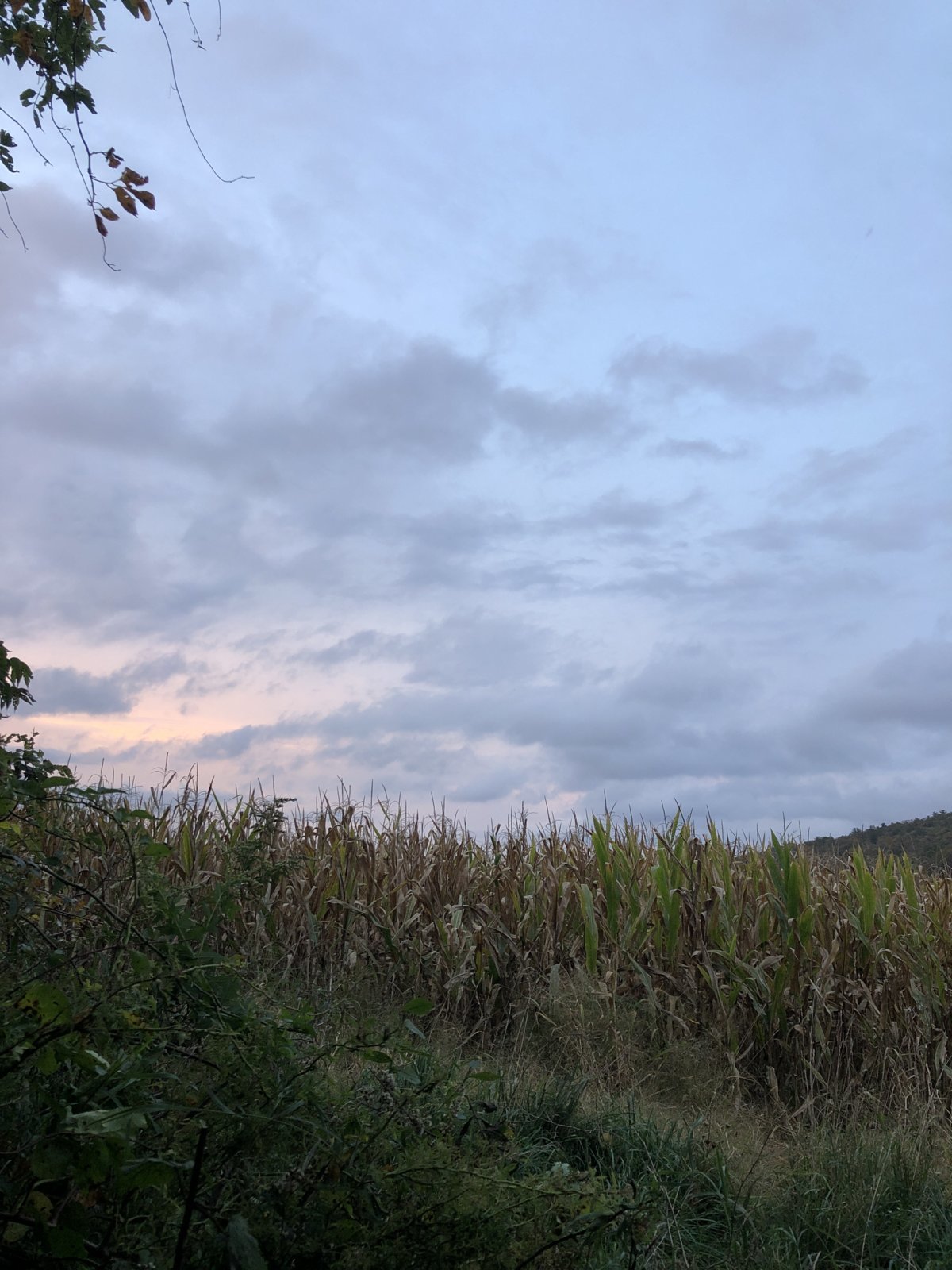71832410177__F1B1AFC3-DCA8-4501-978B-D4ACC6D2F7CC.jpg