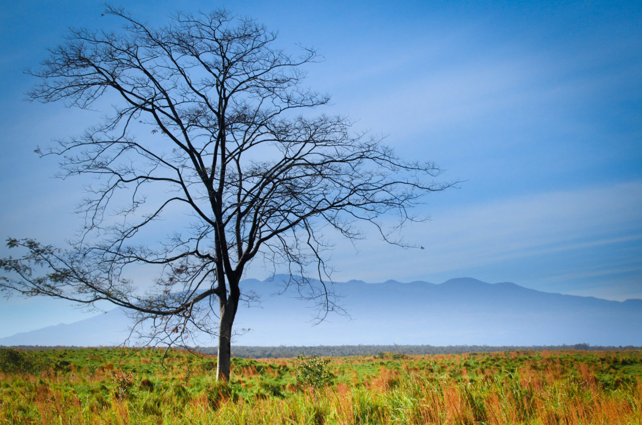 73 mauna kea tree s-2.jpg
