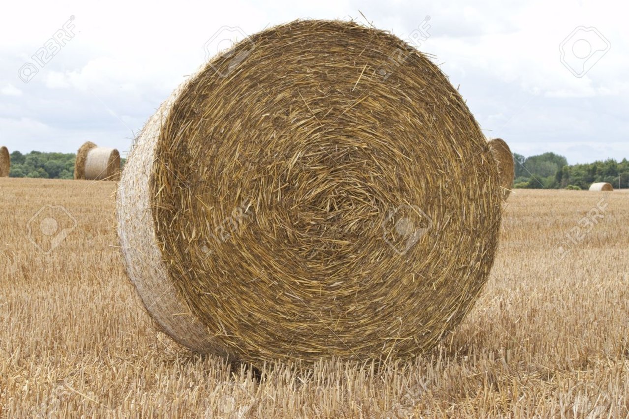 7614186-a-fresh-round-bale-of-hay-in-a-field.jpg
