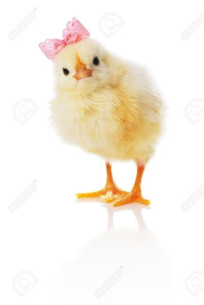 7624033-Baby-chick-with-pink-bow-is-looking-straight-ahead-Isolated--Stock-Photo.jpg