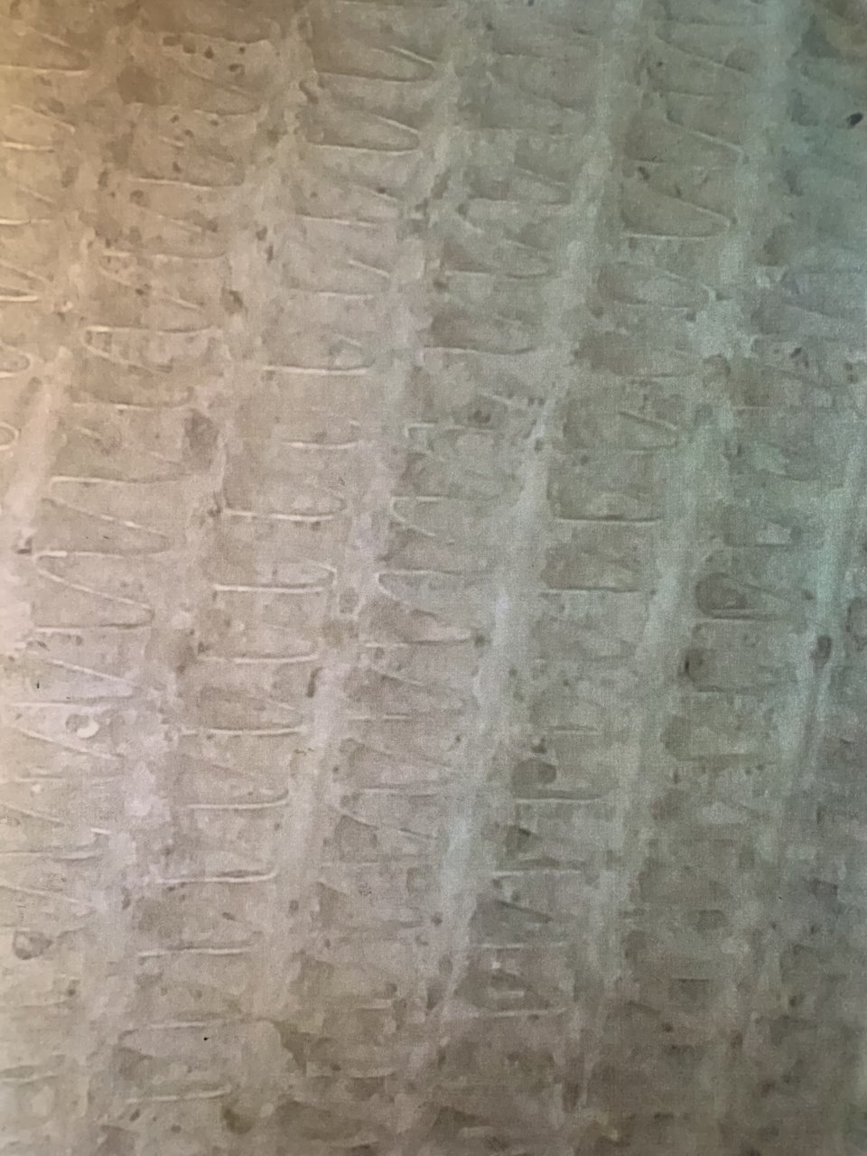 78E9CEE3-5C66-412F-84ED-E7891A089555.jpg