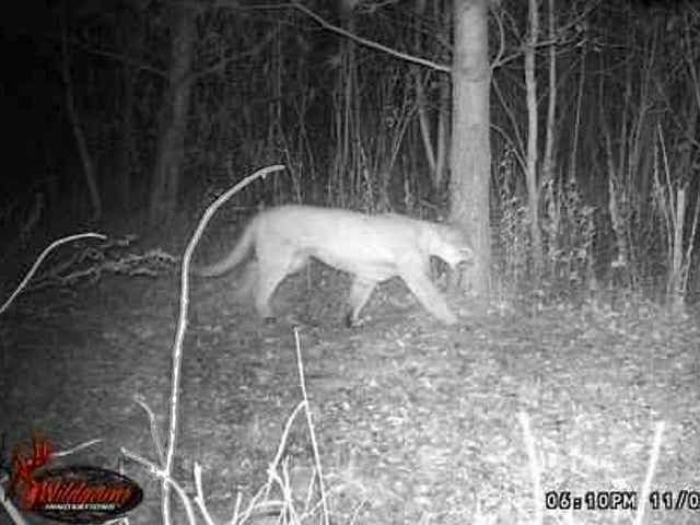 7a115398-d720-4712-9ef0-bc86f3a690af-cougar_p1.jpg