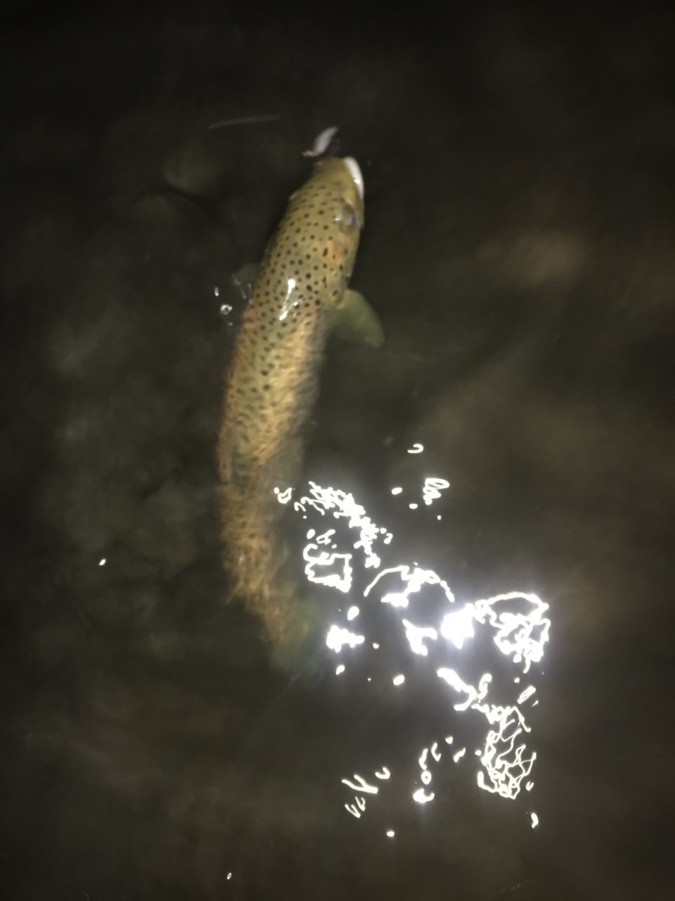 7DA8B81D-6F57-43E2-9470-F3AC32C84EE5.jpg