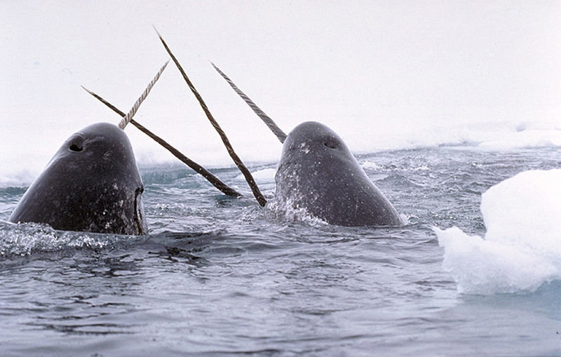 800px-Narwhals_breach.jpg