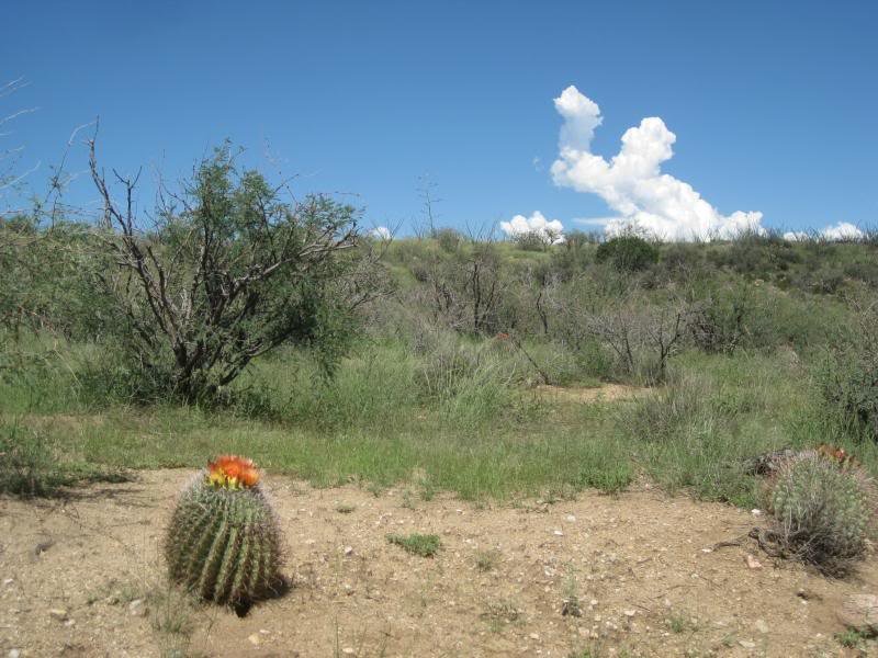 813Tucson019_63cba609e53f773196c46d205f8f377971691f3b.jpg