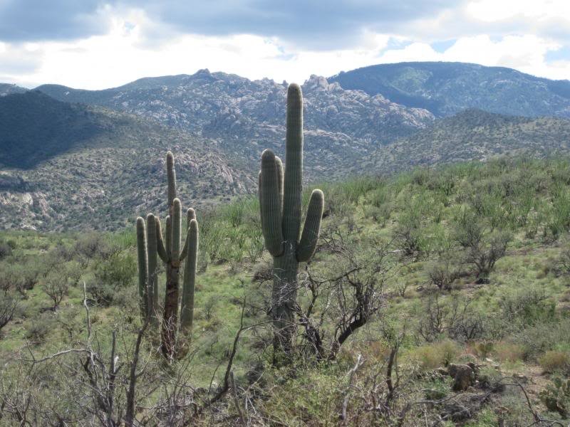 813Tucson025_9234b68c3699a9a0b91c4511f3af4c2f40995e4f.jpg