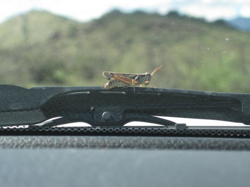 813Tucson026_0580cf39056ac7586460faee3a43f6f37d5cfb28.jpg