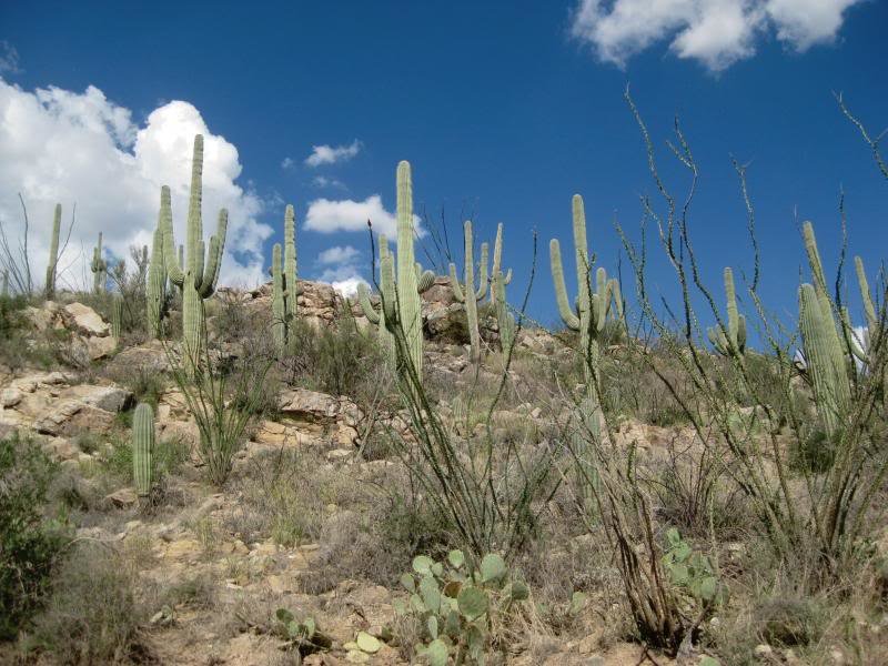 813Tucson033_f3d89db40c6a2bb4ec283efadc73cc608bd2d07a.jpg