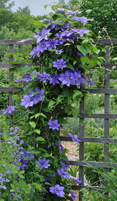 8203-clematis.jpg