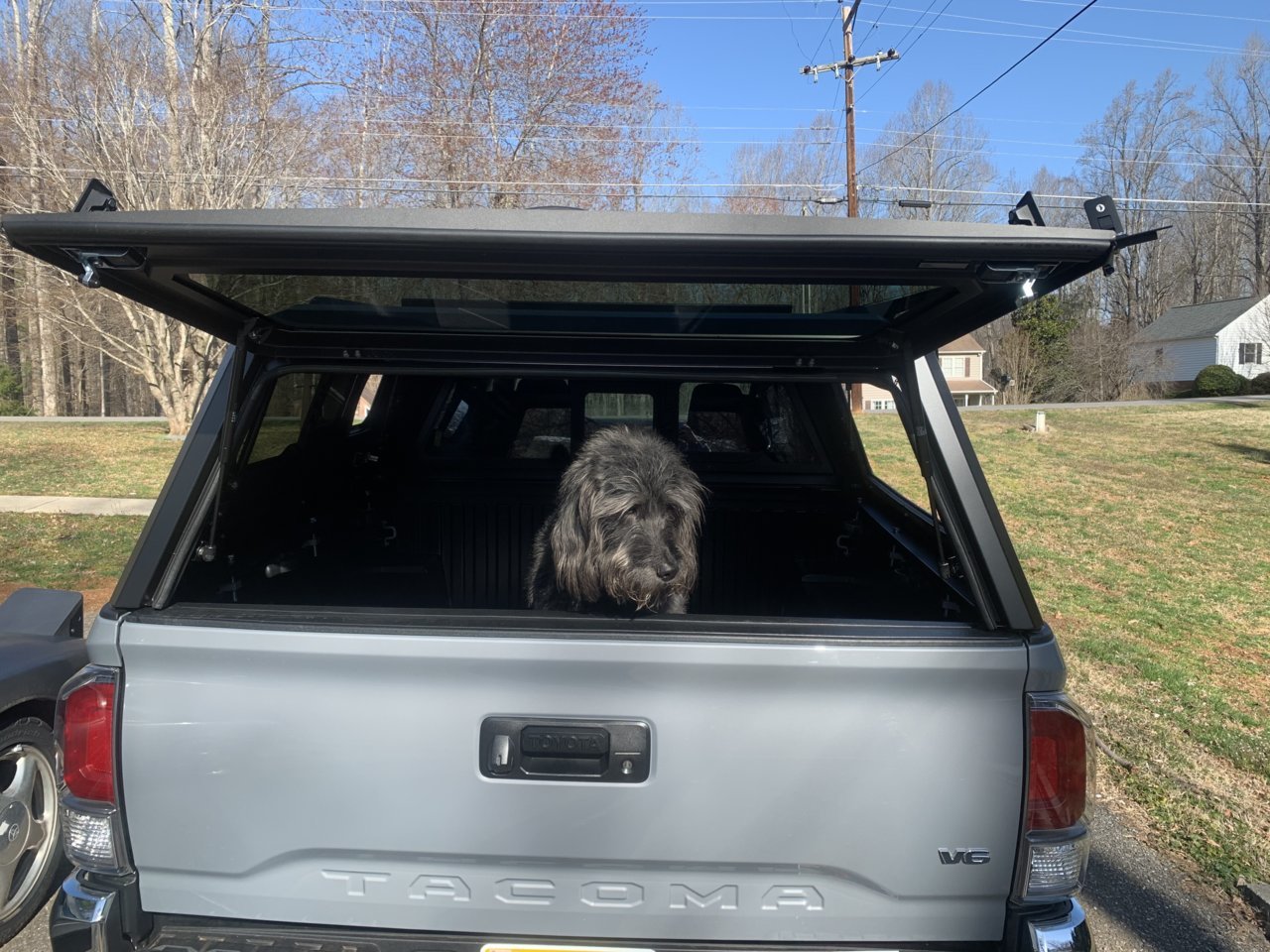 Dogs riding in camper shell