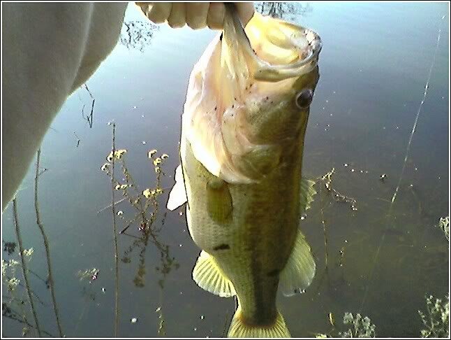 8lber2_20c3588488214bc33b331e15b9680618acd9a0cc.jpg