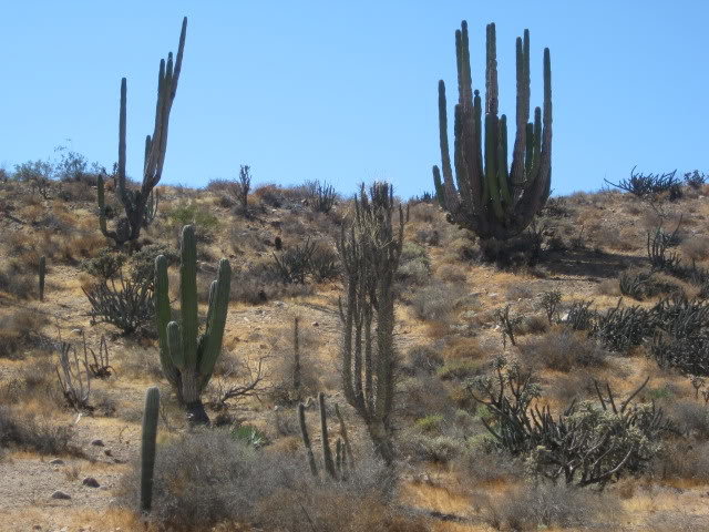 910LasPintas030_7b4890167be42f1c22843c59dbbfcc6a3c0fbf2d.jpg