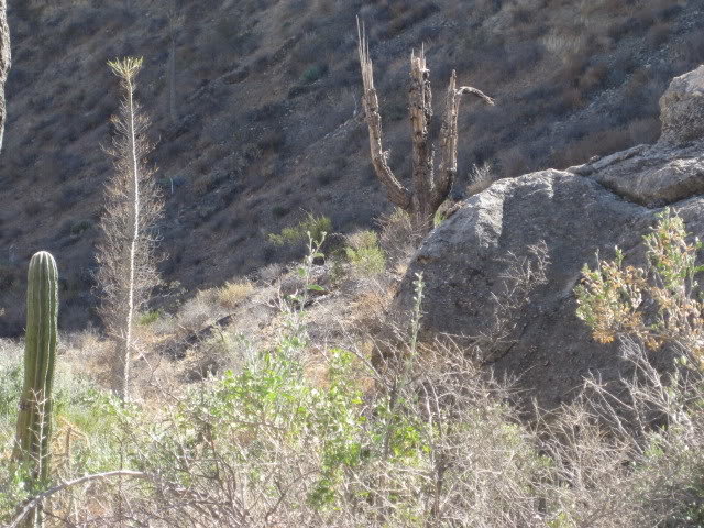 910LasPintas059_ad7b84c54b9041fbf664998c1fa6911a71d59e2f.jpg
