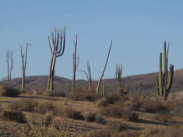 910LasPintas112_268ca10e65a76f565823427a018e6b53570dfcab.jpg