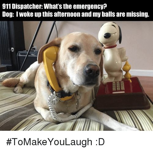911dispatcher-whats-the-emergency-dog-iwoke-up-this-afternoon-and-4026804.jpg