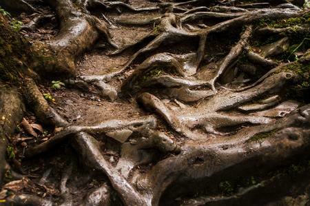 92087788-wet-tree-roots-on-the-ground.jpg