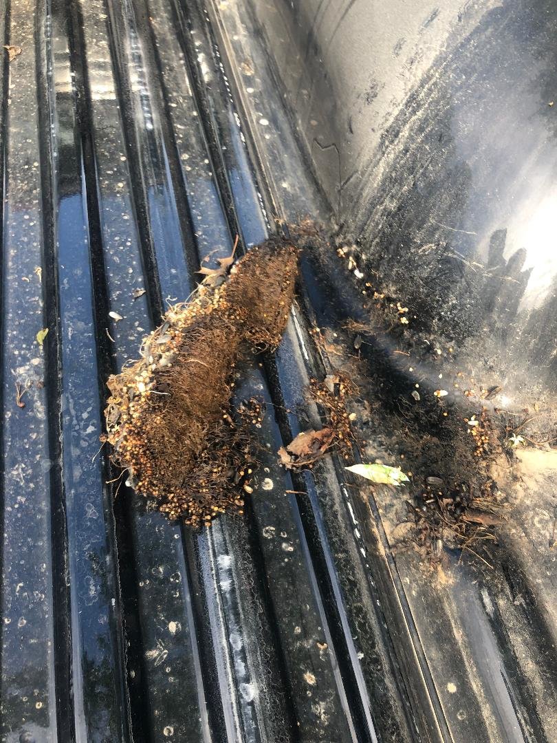 '97 critter under the liner.jpg