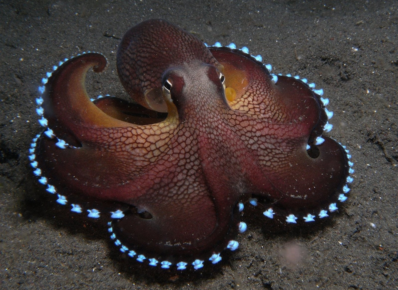 996001-animals-sea-octopus.jpg