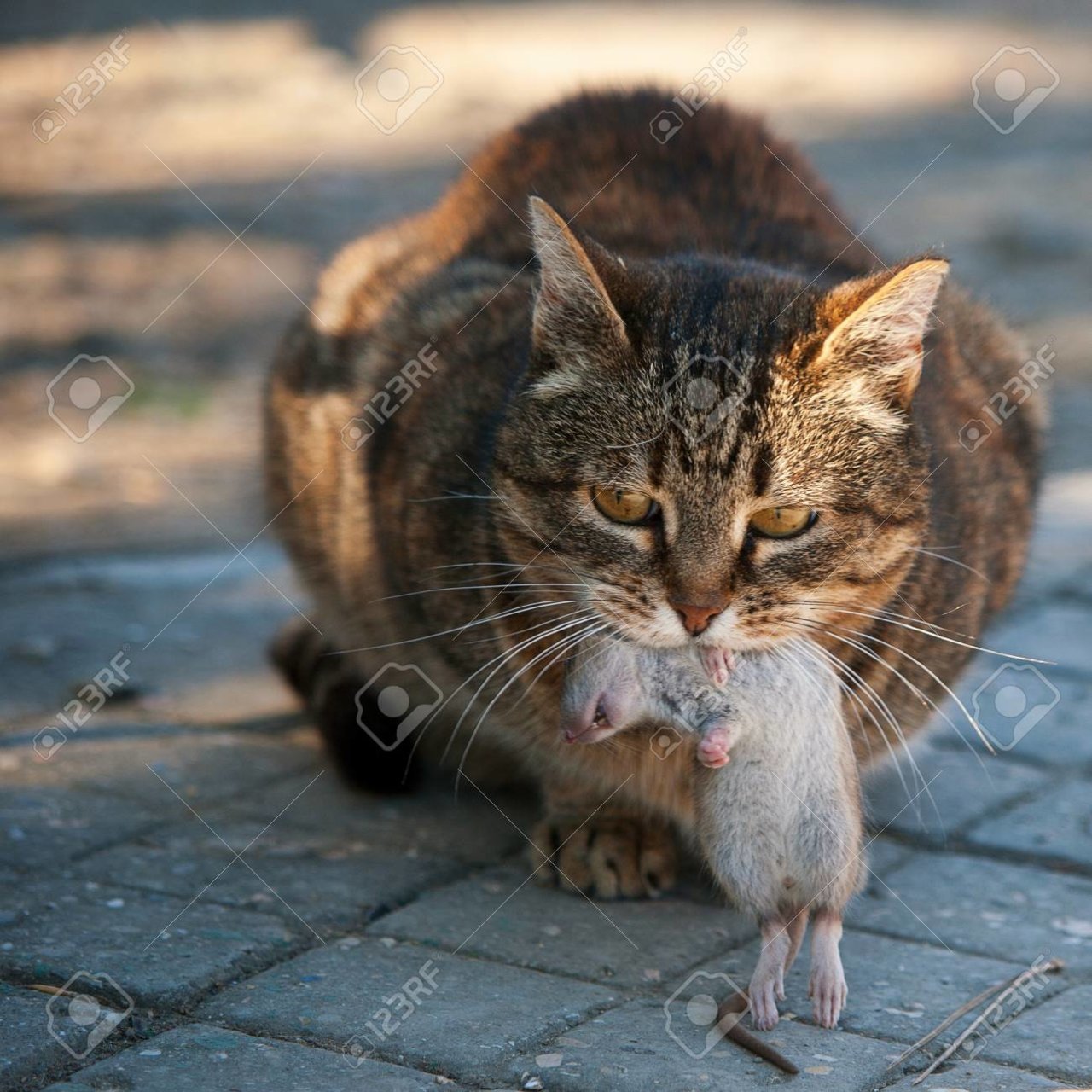 99962640-cat-caught-a-rat-and-holds-it-in-his-mouth-.jpg