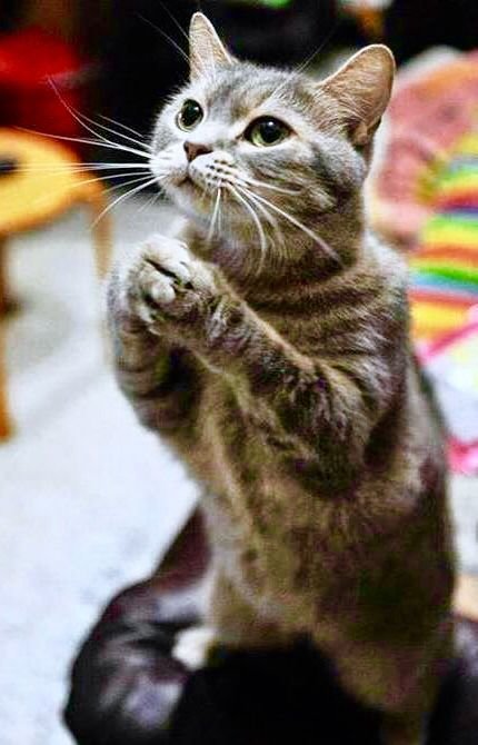 9d29b2420c39841f53f9868a2ca7ae38--adorable-animals-cat.jpg