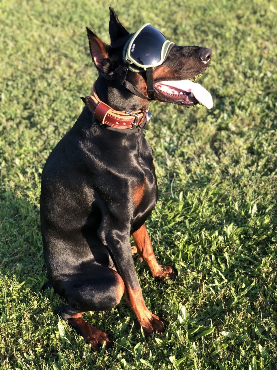 Recommended Products: Our Dobie-Perfect Picks - Doberman Planet