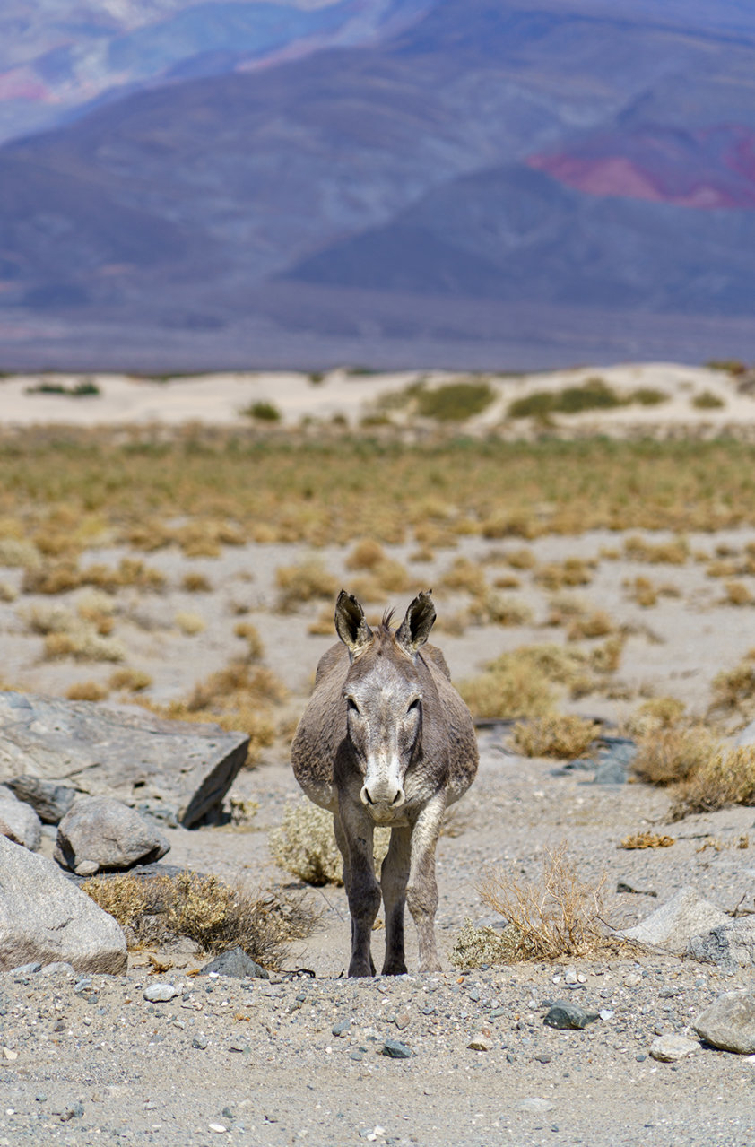 _burro.jpg
