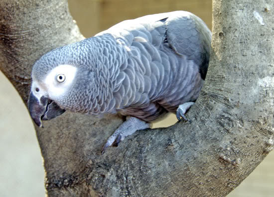 _DSC0016mybird_b0801229819a88d7db744e2929d3bc47f29656af.jpg