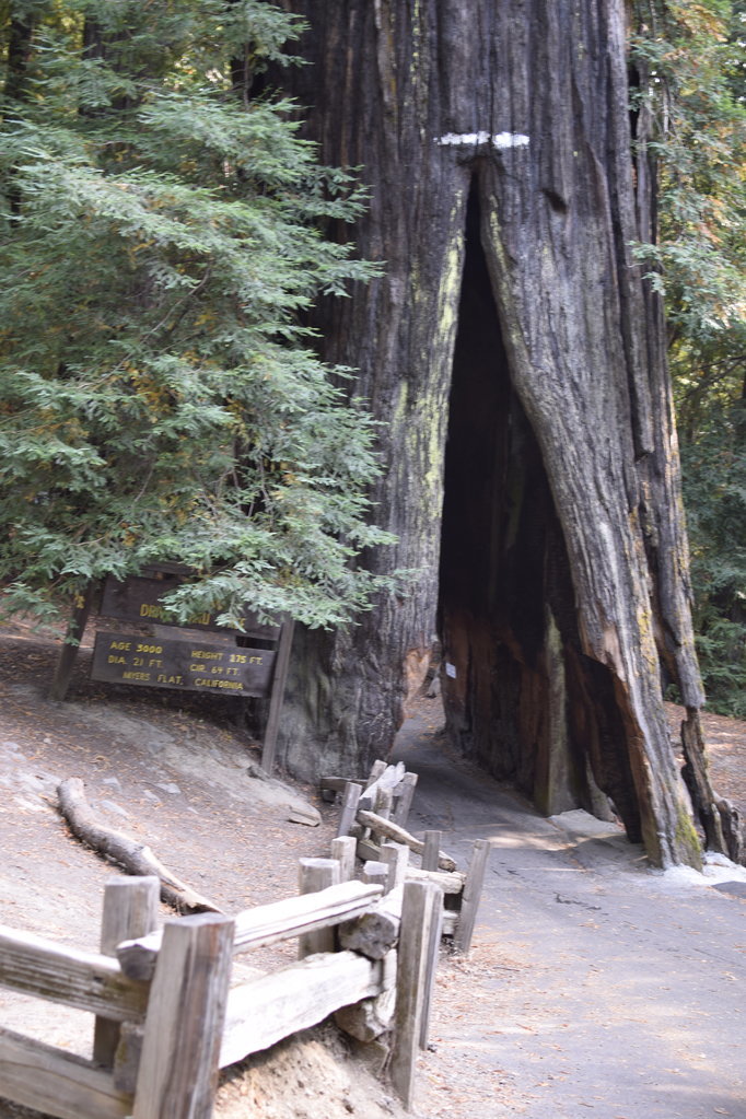 _DSC0350.jpg