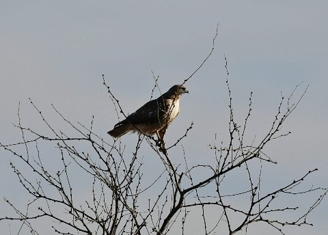 _DSC8300.jpg