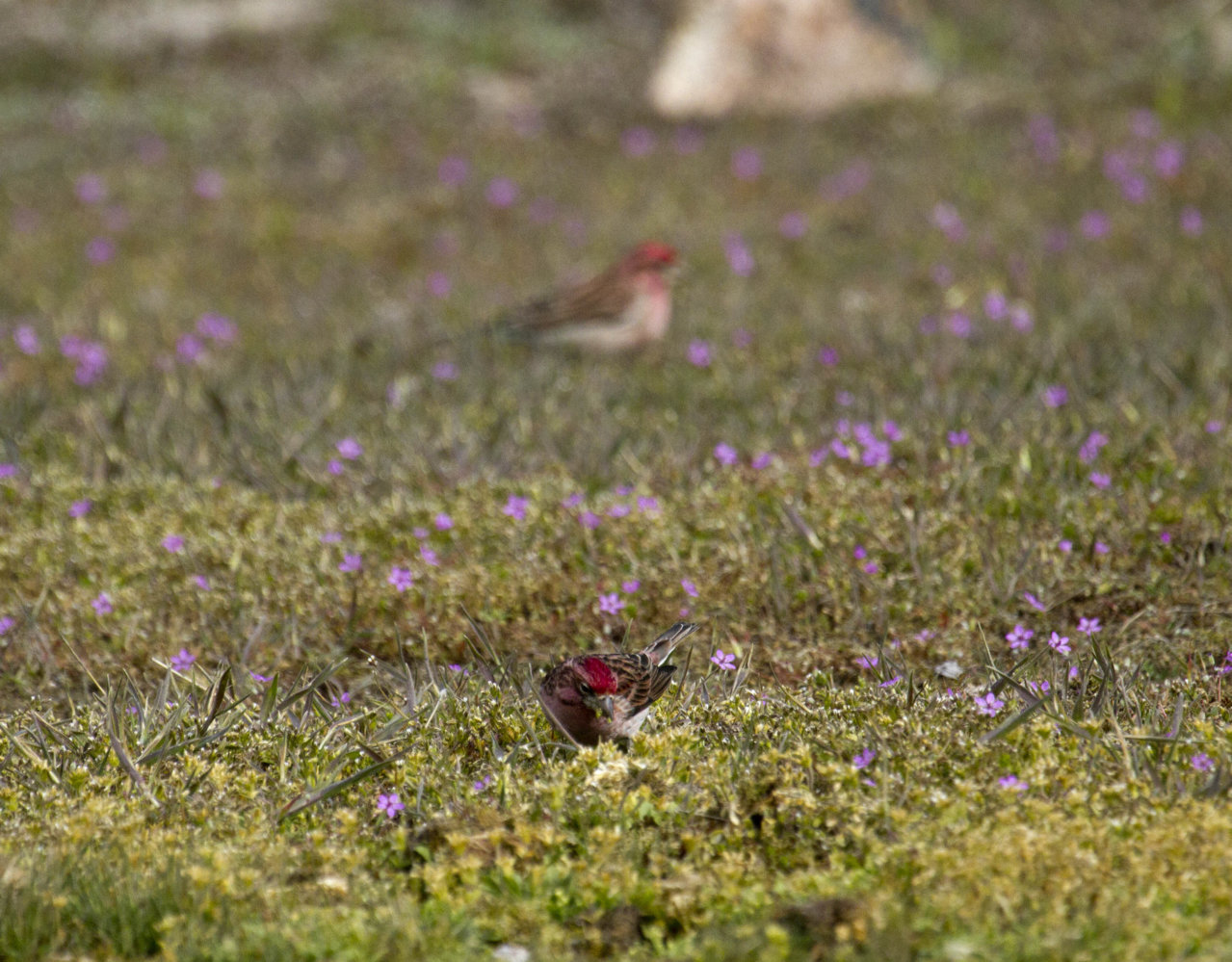_MG_6019.jpg