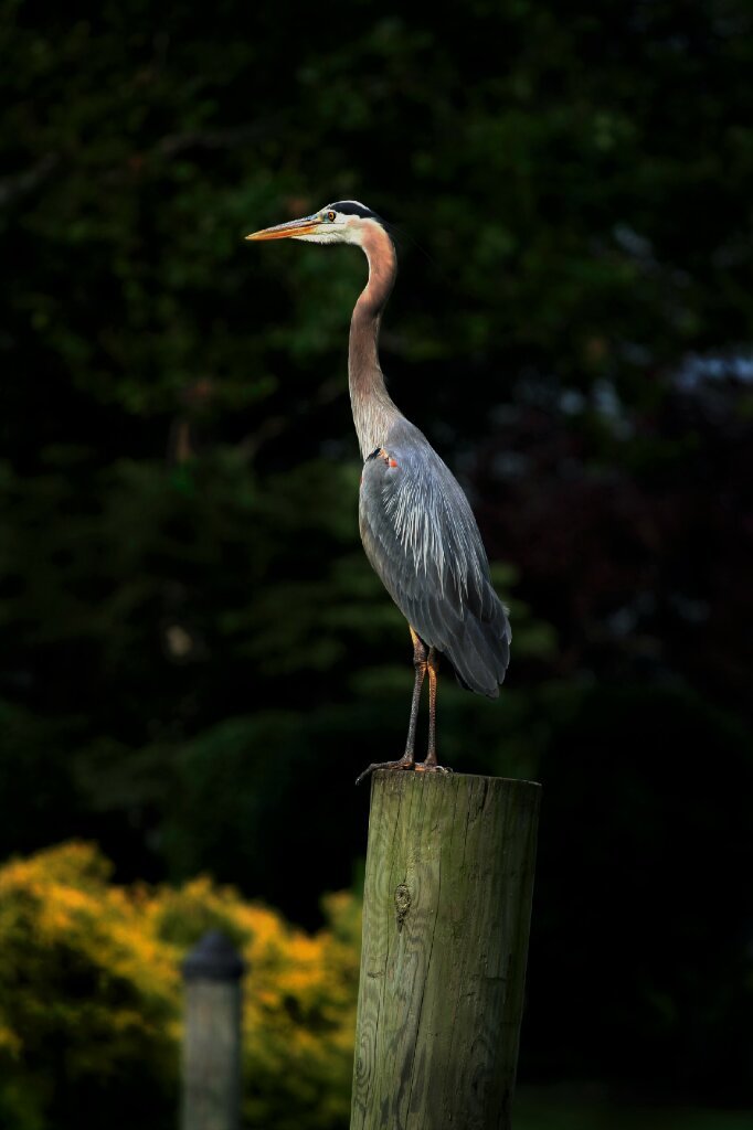 _MG_91791_zpslzss7dng_4a3ffdac5dbd61a6c7e99e95afeede8d6c449d72.jpg