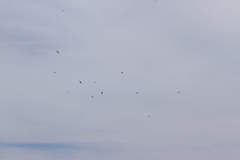 _MG_9350.jpg