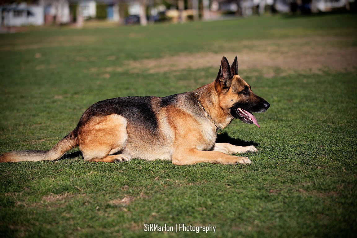 _MG_9420_93eb21eb5ad4ecb783f4e04233bbdcff2cbcda60.jpg