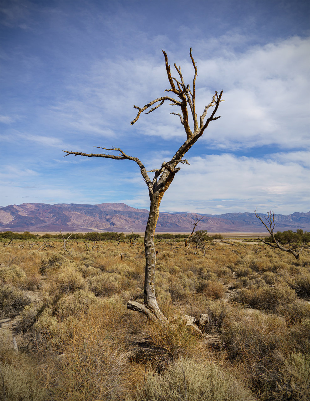 _tree.jpg