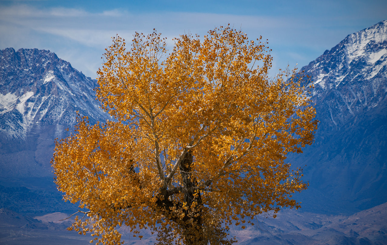 _tree1.jpg