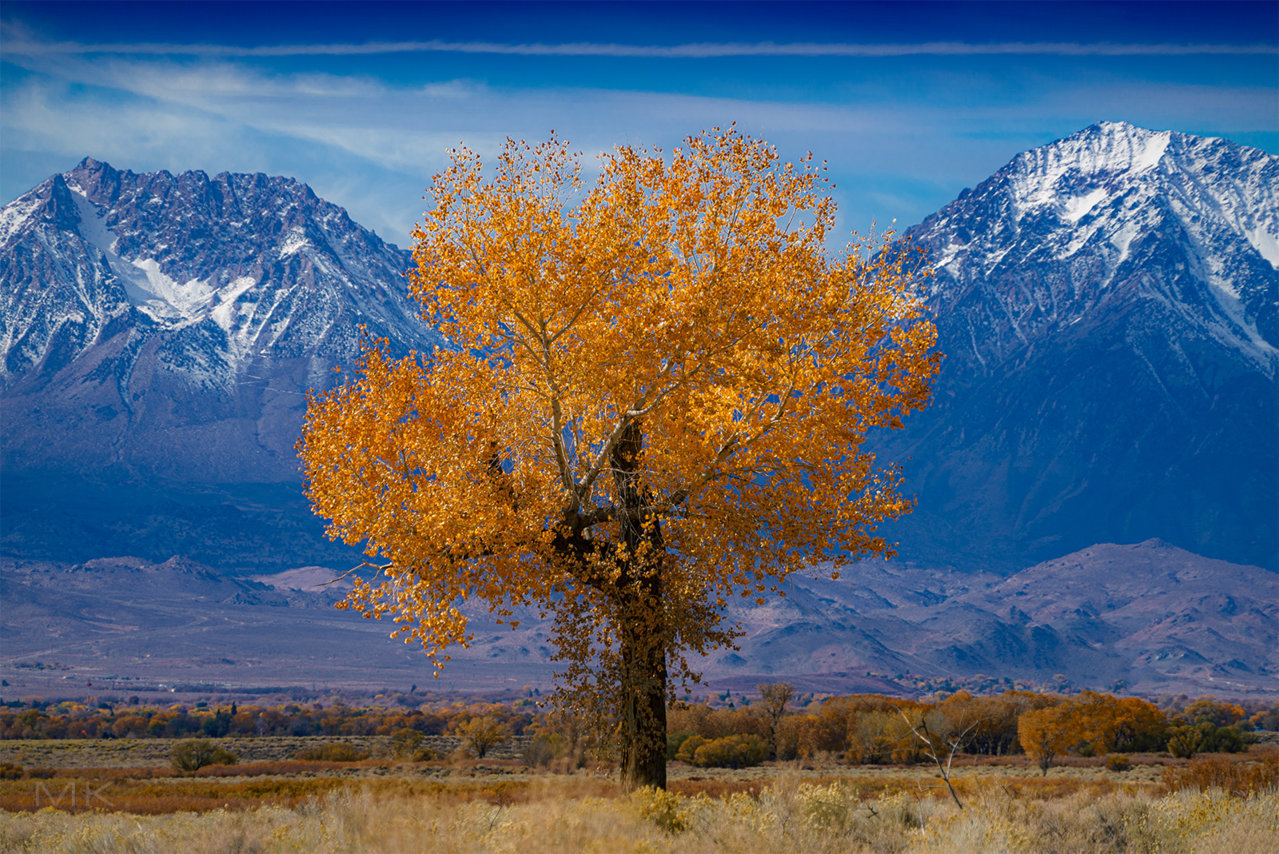 _tree2.jpg