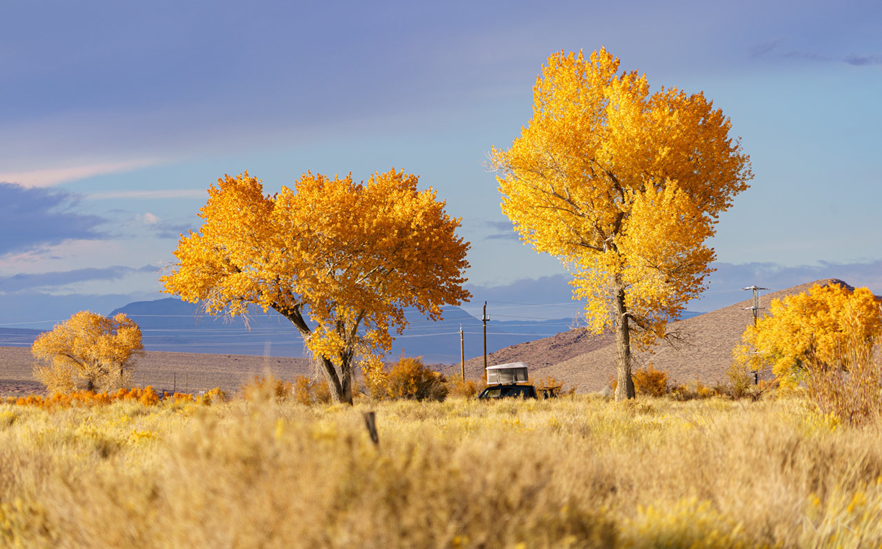 _trees.jpg