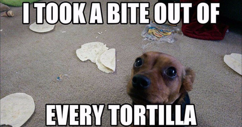 a-funny-list-of-people-shaming-their-dogs.jpg