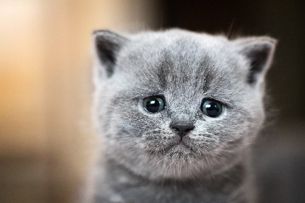 A-gray-cat-crying-looking-upset.jpg