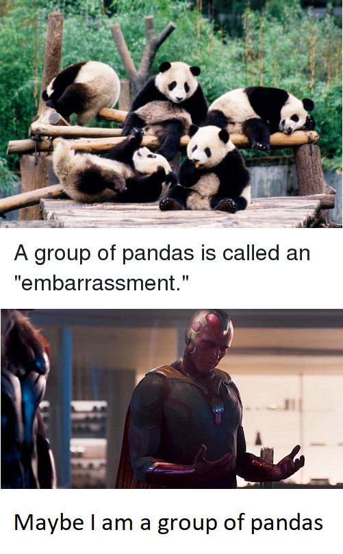 a-group-of-pandas-is-called-an-embarrassment-11222158.jpg