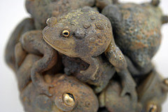 a-knot-of-toads.jpg