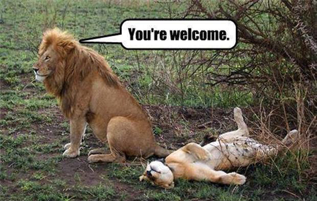 a-lion-sex-youre-welcome1_4f30c99fd94d1aefea2d55fae8dac25dac80af4a.jpg