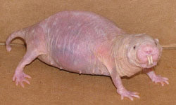 a shaved beaver.jpg