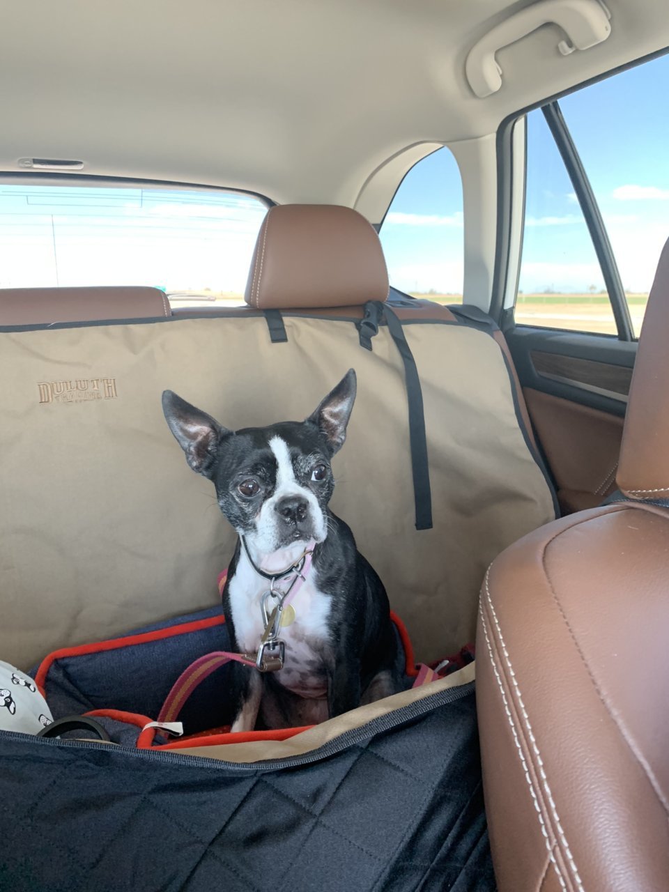 Rear seat covers for dogs?