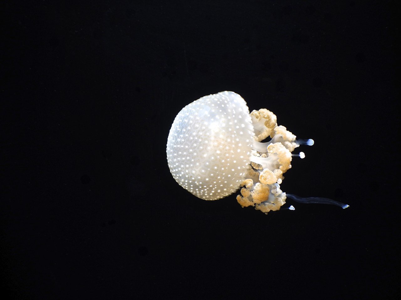 A60D8990-0080-471D-BDAA-877B5957F474_1_201_a.jpg