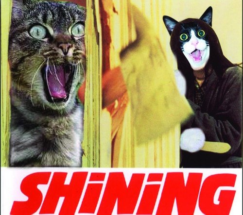 a73197c117ea3bb4ae4328c45fde4ae4--cat-posters-movie-posters.jpg