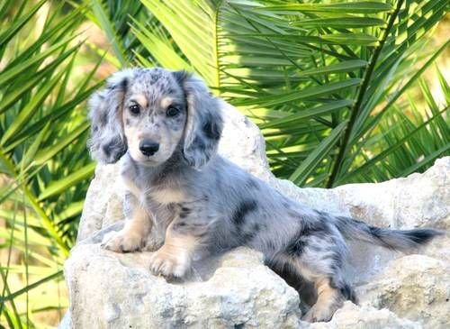a9d2fce1c2376ae5672de6b76002a6de--weenie-dogs-doggies.jpg