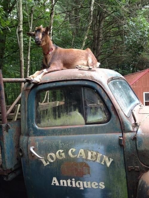 ab15f6e86a9bce12def78b6b3b9d5497--funny-goats-funny-farm.jpg