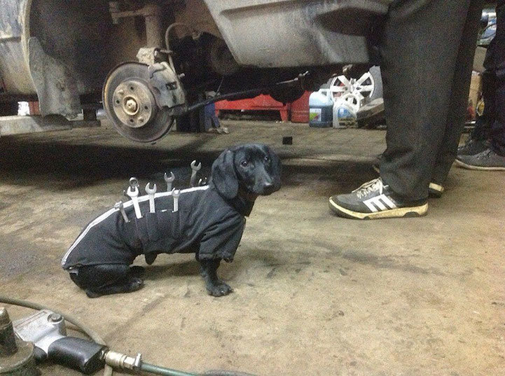 Ab5wXZvxzp9IcZhct1BW_ToolDog1.jpg